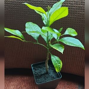 Dewarf Meyer Lemon Tree